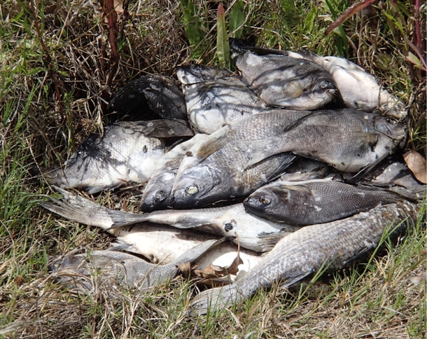 Coila netting slaughter continues